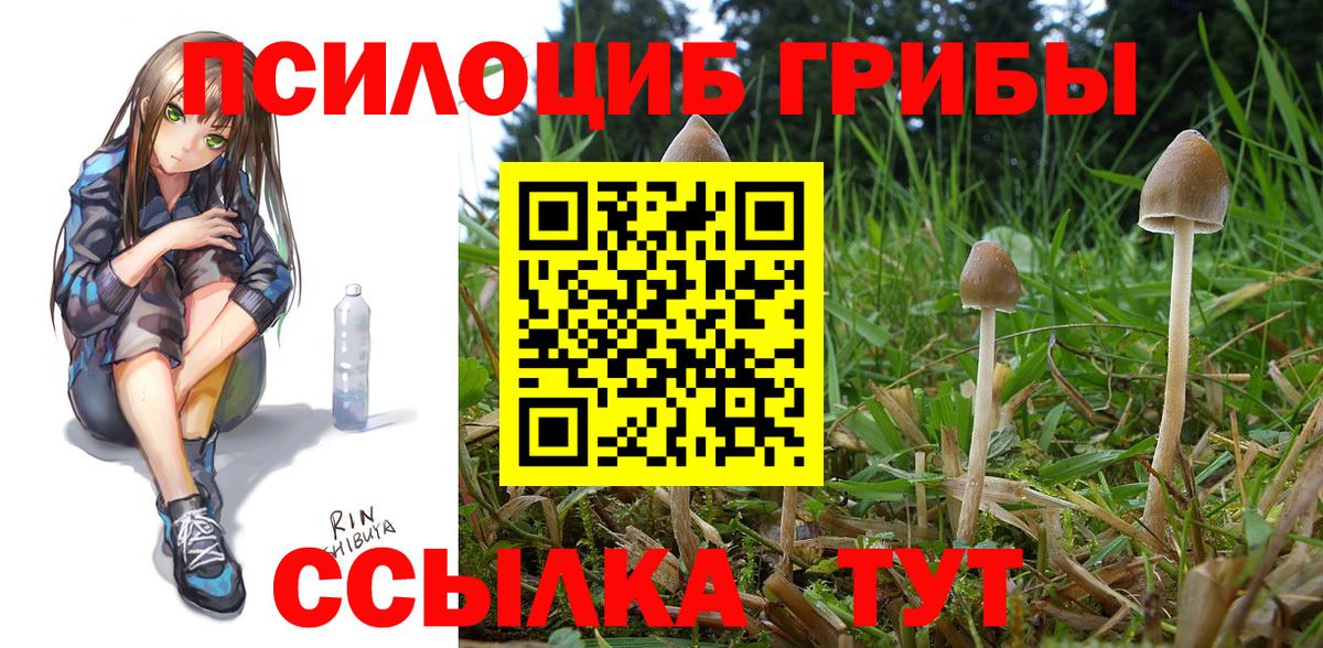 Галлюциногенные грибы Psilocybe  Галлюциногенные грибы Psilocybe  Прохладный  Вход с VPN 